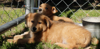 Cabildo de Puebla busca endurecer sanciones por maltrato animal