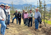Productores de manzana de Zacatlán fortalecen conocimientos en Aquixtla