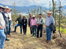 Productores de manzana de Zacatlán fortalecen conocimientos en Aquixtla