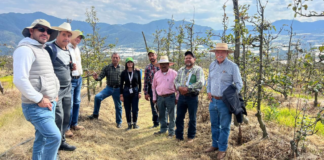 Productores de manzana de Zacatlán fortalecen conocimientos en Aquixtla