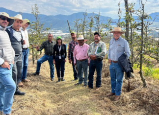Productores de manzana de Zacatlán fortalecen conocimientos en Aquixtla