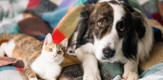 Consejos para proteger a tu mascota durante la época de frío