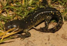 Hallan 50 ajolotes del Altiplano en Querétaro tras 15 años sin avistamientos