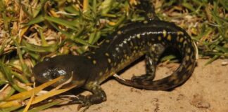 Hallan 50 ajolotes del Altiplano en Querétaro tras 15 años sin avistamientos