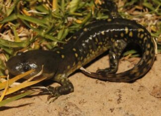 Hallan 50 ajolotes del Altiplano en Querétaro tras 15 años sin avistamientos