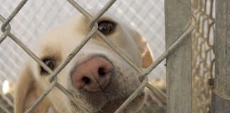 Nueva Ley en CDMX impide exhibir mascotas en vitrinas y jaulas