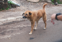 Investigan presunta ejecución de perros en Juchipila, Zacatecas