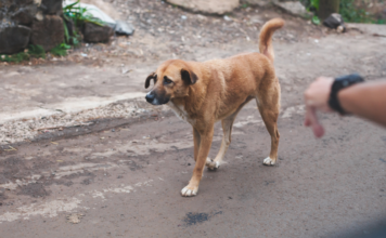 Investigan presunta ejecución de perros en Juchipila, Zacatecas