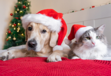 Pirotecnia puede causar lesiones auditivas y estrés en mascotas: UNAM