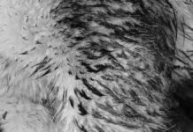 En Xicotepec, alertan sobre posible animal salvaje que ataca mascotas