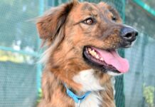 CAETO de BUAP prioriza el bienestar de sus coterapeutas caninos