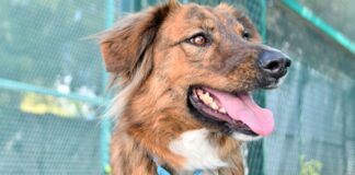 CAETO de BUAP prioriza el bienestar de sus coterapeutas caninos