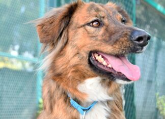CAETO de BUAP prioriza el bienestar de sus coterapeutas caninos