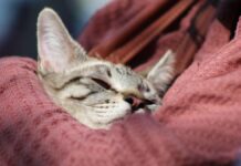 ¿Cómo proteger a mascotas durante la temporada de frío?