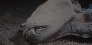 Descubren guepardos momificados hace 4 mil años en cuevas de Arabia Saudita