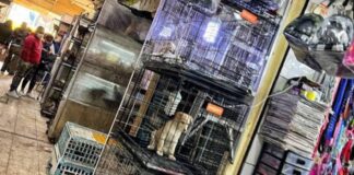 Cierran locales del Mercado Sonora por venta de animales en CDMX