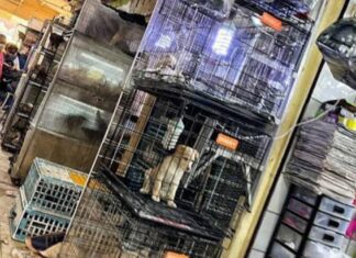 Cierran locales del Mercado Sonora por venta de animales en CDMX