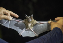 India refuerza medidas sanitarias por brote de virus Nipah