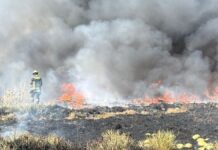 Sofocan incendio de pastizal en San Francisco Ocotlán