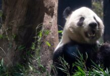 Japón se despide de sus últimos pandas, Xiao Xiao y Lei Lei