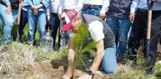 Puebla capital anuncia meta de plantar 100 mil árboles en 2026