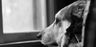 Investigan a persona que habría intentado matar a 20 perros en Texmelucan