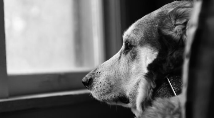 Investigan a persona que habría intentado matar a 20 perros en Texmelucan