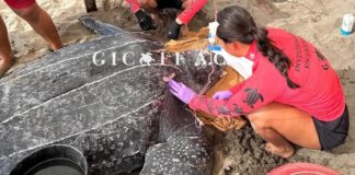 Embarcación turística mata a tortuga cargada con mil huevos en Puerto Vallarta