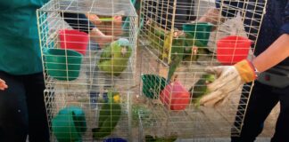 Aseguran 107 aves en operativo contra tráfico ilegal en Morelos