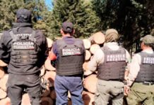 Aseguran más de 90 troncos por tala ilegal en límites de Puebla y Tlaxcala