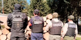 Aseguran más de 90 troncos por tala ilegal en límites de Puebla y Tlaxcala