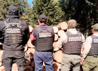 Aseguran más de 90 troncos por tala ilegal en límites de Puebla y Tlaxcala