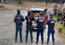 Aseguran 70 troncos por presunta tala ilegal en La Malinche