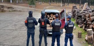 Aseguran 70 troncos por presunta tala ilegal en La Malinche