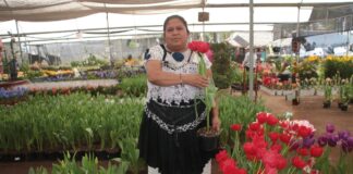 Producirán 250 mil macetas en temporada de Tulipán Holandés en Puebla