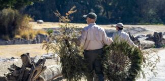 Estos son 5 lugares para llevar reciclar tu árbol de Navidad en Puebla