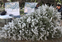 San Pedro Cholula impulsa reciclaje de árboles navideños