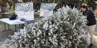 San Pedro Cholula impulsa reciclaje de árboles navideños