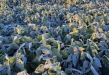 Heladas en Valle de Serdán provocarían alza en el precio de legumbres