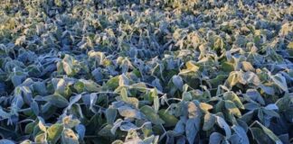 Heladas en Valle de Serdán provocarían alza en el precio de legumbres