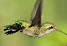 Alertan sobre tráfico ilegal de colibríes por rituales de “amarres”