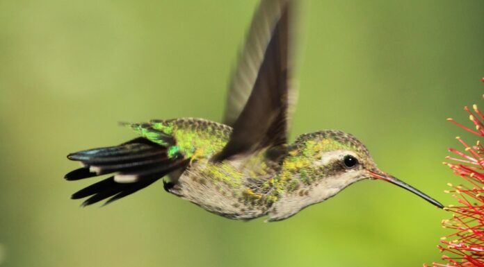Alertan sobre tráfico ilegal de colibríes por rituales de “amarres”