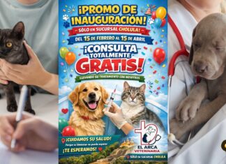 El Arca Veterinaria ofrece consultas gratuitas para mascotas en Cholula