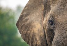 Turista muere atacado por elefante salvaje en Tailandia