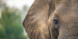 Turista muere atacado por elefante salvaje en Tailandia