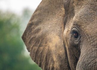 Turista muere atacado por elefante salvaje en Tailandia