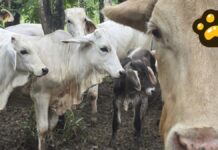 México y EU lanzan campaña para prevenir gusano barrenador en ganado