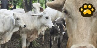 México y EU lanzan campaña para prevenir gusano barrenador en ganado