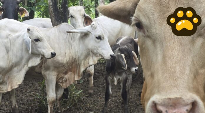 México y EU lanzan campaña para prevenir gusano barrenador en ganado