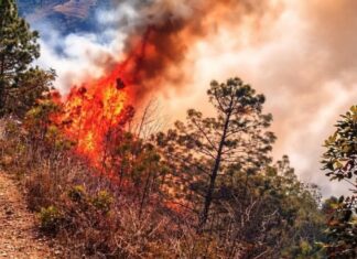Incendio forestal activo en Vicente Guerrero amenaza comunidades